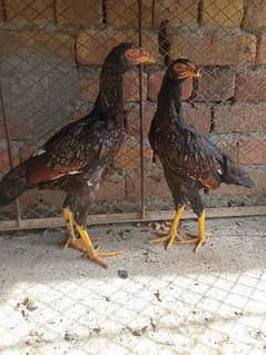 Aseel hens Forsale 0