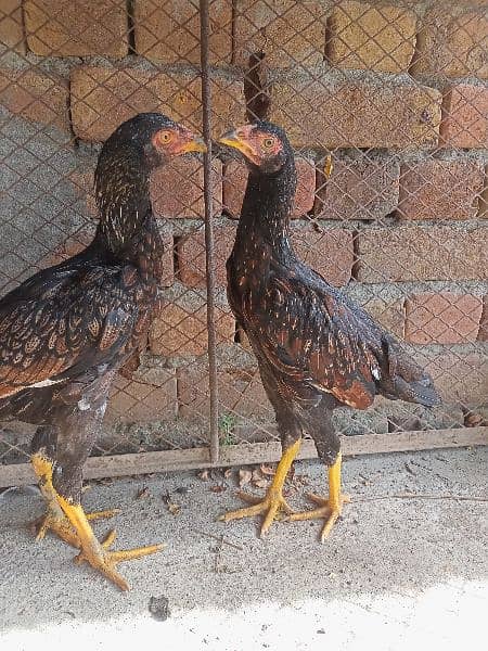 Aseel hens Forsale 2