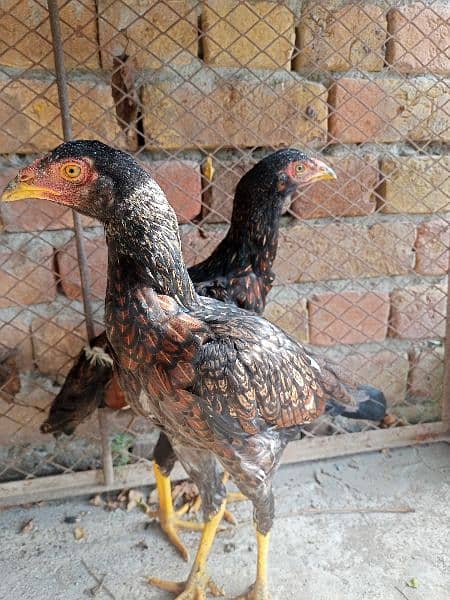 Aseel hens Forsale 3