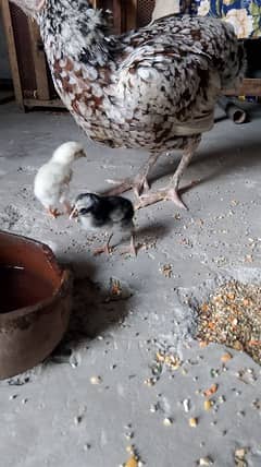 Aseel hen with 2 chick