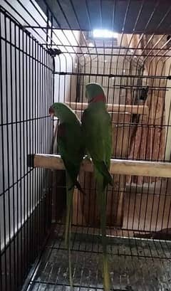 raw parrot pair