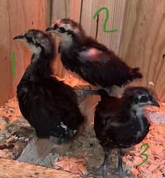 Australorp Chicks | 1 Month Old Australorp Chicks