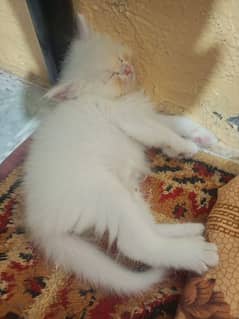 Male Persian kitten