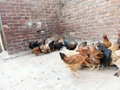 egg laying hens Desi Andy wali murgiyan