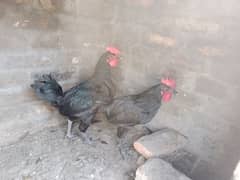 black Australorp chickens