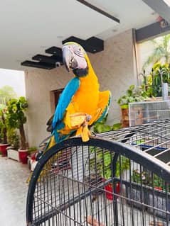 Blue & gold macaw 8 month baby fully vaccinated