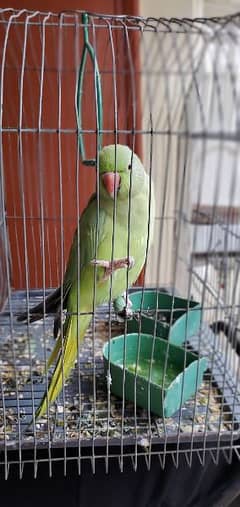 Green RingNeck Female