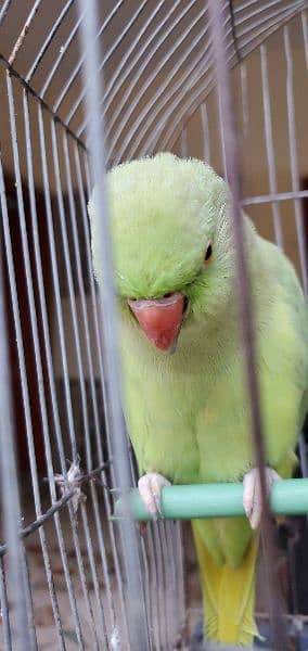 Green RingNeck Female 1