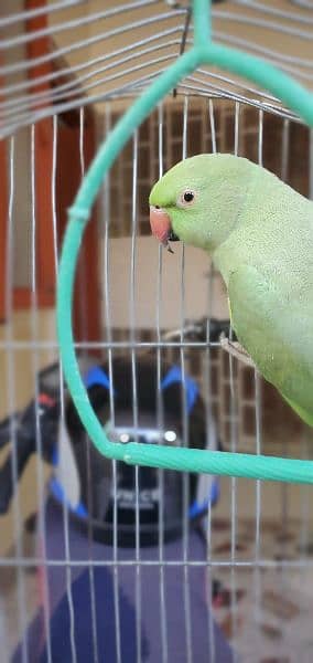 Green RingNeck Female 2