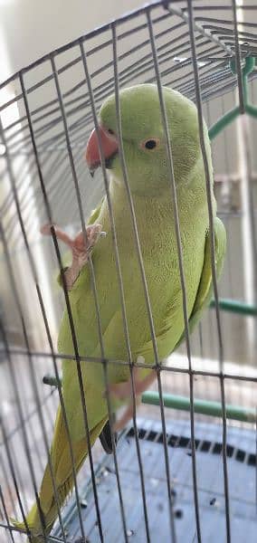 Green RingNeck Female 3