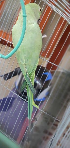 Green RingNeck Female 4