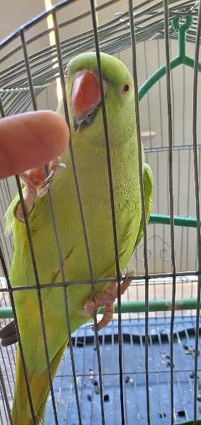 Green RingNeck Female 5