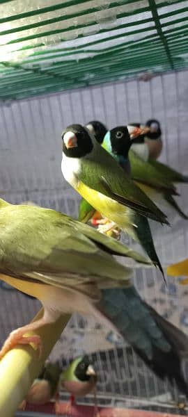 Gouldian finch 1