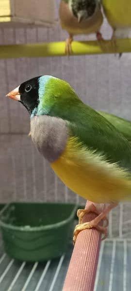 Gouldian finch 6