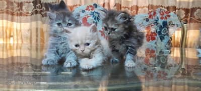 triple coat persian peke face kitten