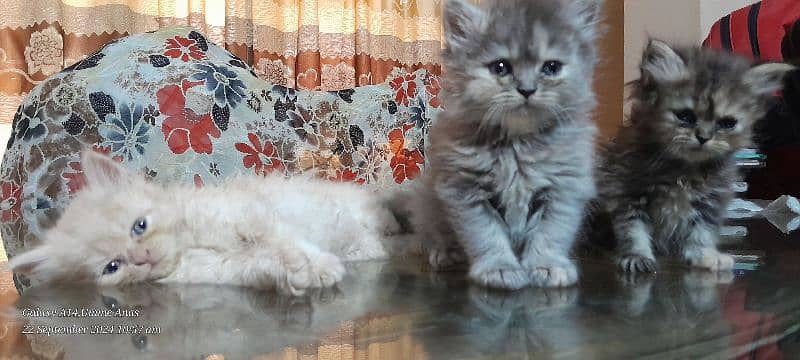 cute persian kittens 1