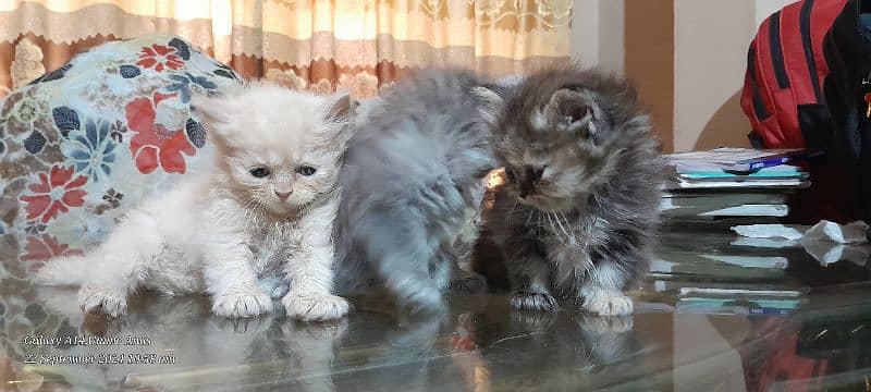 cute persian kittens 2