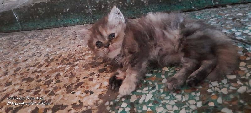 cute persian kittens 5