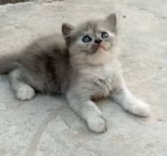 female kitten