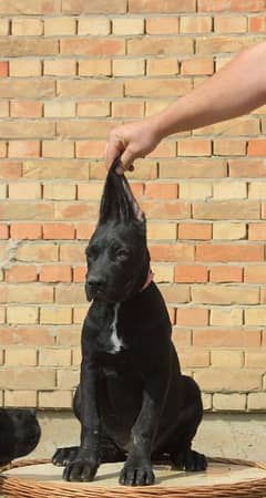 cane Corso 03234696626