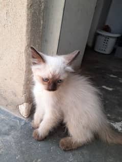 kitte for sale