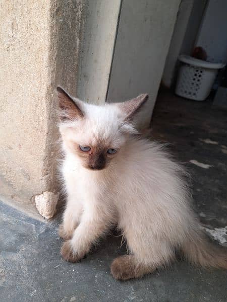 kitte for sale 0