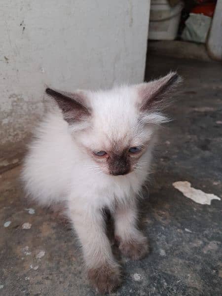 kitte for sale 3