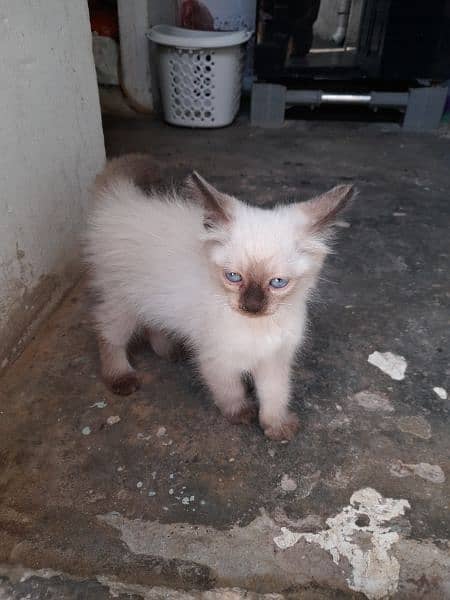 kitte for sale 4