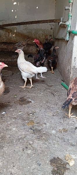 desi hen | murgian| java aseel |pure pakistani hen |murga | egg laying 12