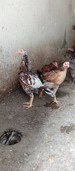 desi hen | murgian| java aseel |pure pakistani hen |murga | egg laying 1