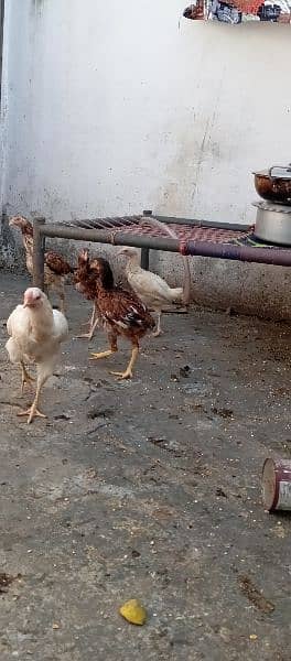 desi hen | murgian| java aseel |pure pakistani hen |murga | egg laying 2