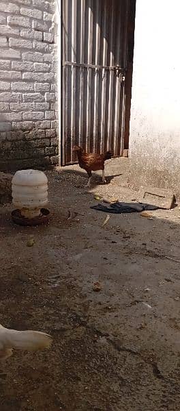 desi hen | murgian| java aseel |pure pakistani hen |murga | egg laying 11