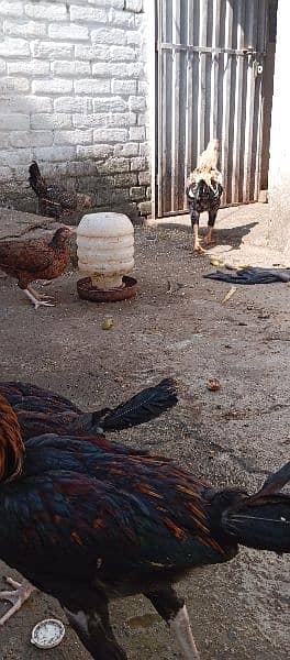 desi hen | murgian| java aseel |pure pakistani hen |murga | egg laying 4