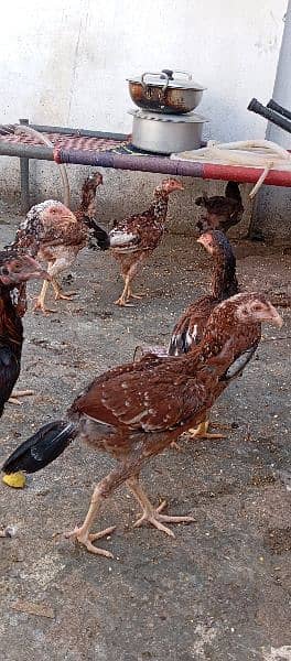 desi hen | murgian| java aseel |pure pakistani hen |murga | egg laying 0