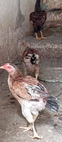 desi hen | murgian| java aseel |pure pakistani hen |murga | egg laying 13