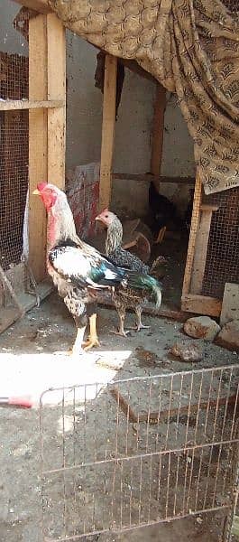 desi hen | murgian| java aseel |pure pakistani hen |murga | egg laying 14