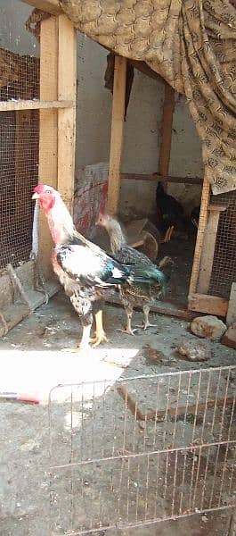 desi hen | murgian| java aseel |pure pakistani hen |murga | egg laying 15