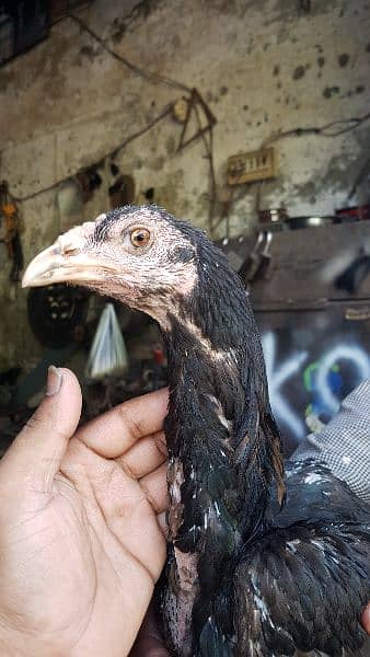 03217203006. black coler peure thai for sale 4