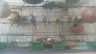 Parot