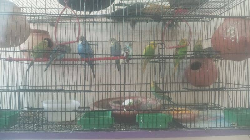 Parot  for sale  total 13 bids  6 pairs  all pairs  on bridging 0