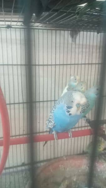 Parot  for sale  total 13 bids  6 pairs  all pairs  on bridging 1