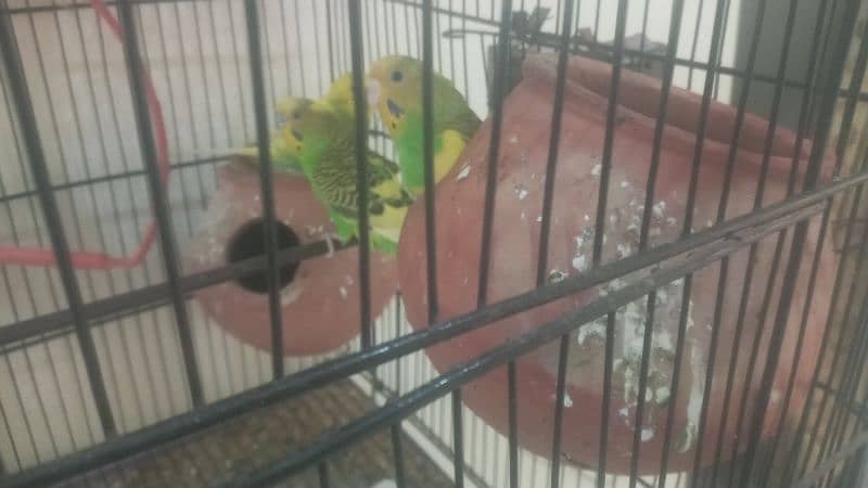 Parot  for sale  total 13 bids  6 pairs  all pairs  on bridging 2