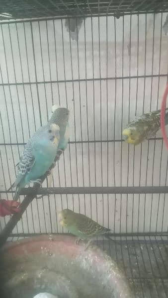 Parot  for sale  total 13 bids  6 pairs  all pairs  on bridging 3