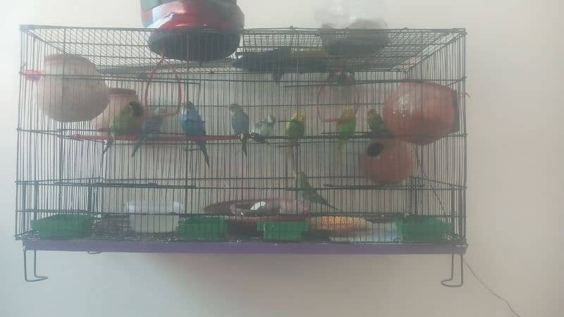 Parot  for sale  total 13 bids  6 pairs  all pairs  on bridging 4