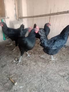 Australorp hen/ Australorp Murgha/ Australorp morgi. 03064096984