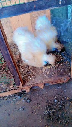 Assalam o Alikum 2 white silkie female for sale F