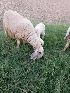 Sale of Young Sheep with female baby of about 1 month age