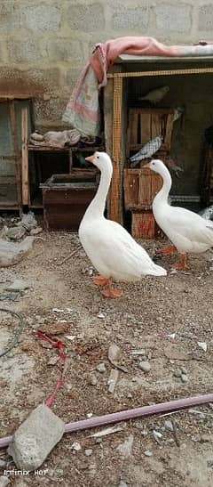 Big ducks [geese)