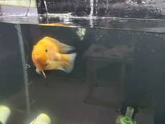 Albino Arowana & Parrot Fish