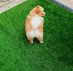 Pomeranian dog for sale/ toy pom imported male / Dog for sale